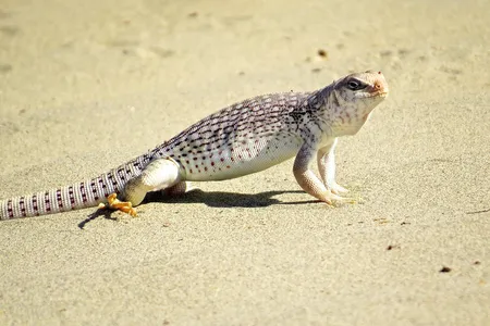 This critter soaks in the heat of a 112 degrees Fahrenheit day in Death Valley.