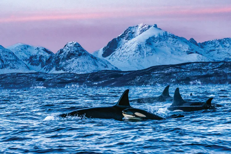 Orcas