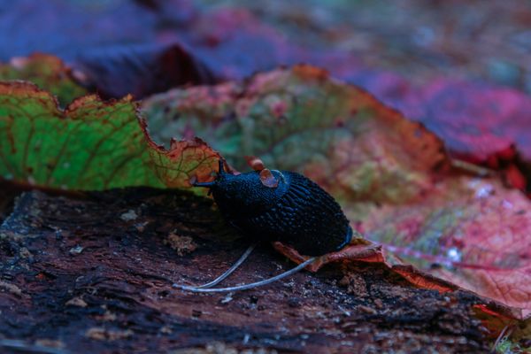 Slug - A Beauty Shoot thumbnail