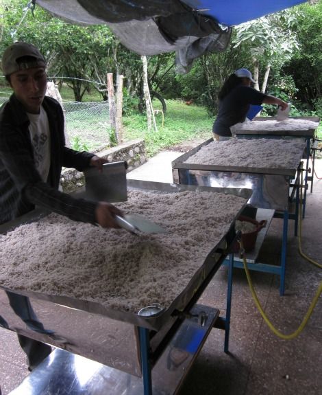 Freshly ground coconut shavings