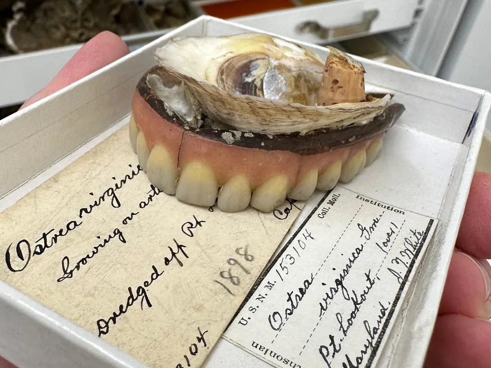 NMNH-MOL_153104_specimen_1.jpg