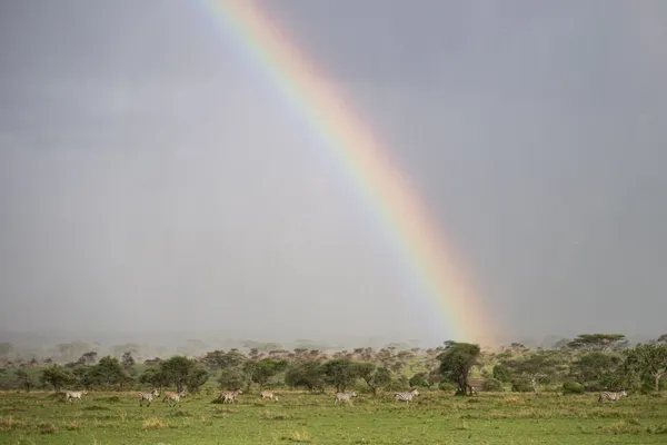 Serengeti rainbow thumbnail