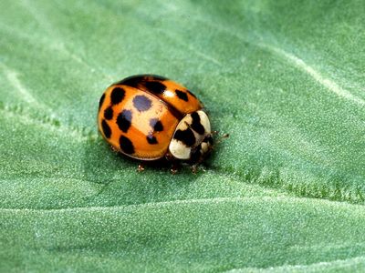 The ladybug, shaped by the environment in which it lives.