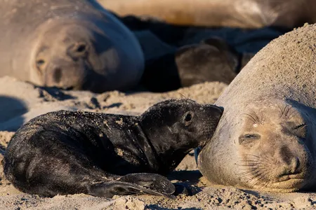 A female elephant seal rests with her pup on the California coast. Pups in this population spend more days fattening up on mother&rsquo;s milk than in southern populations on the Kerguelen Islands.