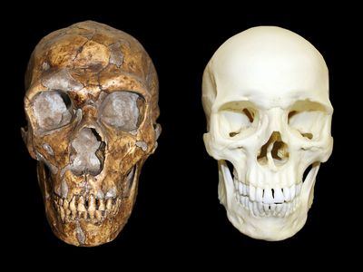 Neanderthals went extinct 30,000 years ago, taking their precious genetic material with them. But their DNA lives on in their hybrid ancestors: modern-day humans.