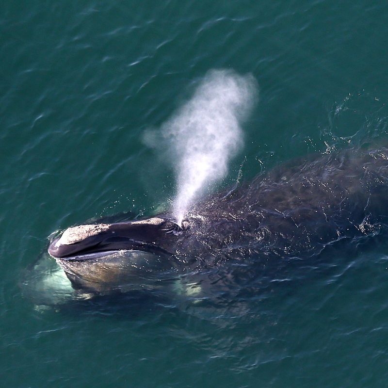 North Atlantic Right Whales Now Listed as 'Critically Endangered