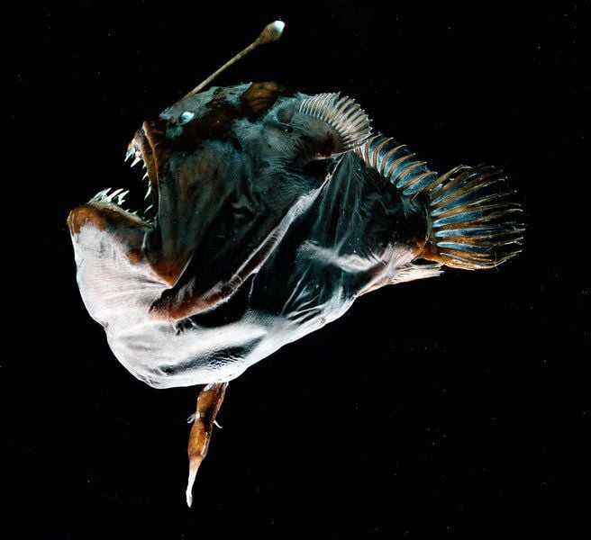 An anglerfish female—the iconic, toothy deep-sea fish with a bioluminescent rod on her forehead—and her male mate, which is six-times smaller and more finger-like in shape