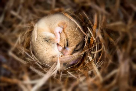 The doormouse hibernates to conserve resources in harsh conditions. Similarly, scientists envision humans hibernating to endure long-distance space travel.