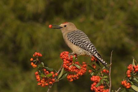 Here, a Gila woodpecker peacefully eats a pyracantha berry. But don't be fooled by appearances.