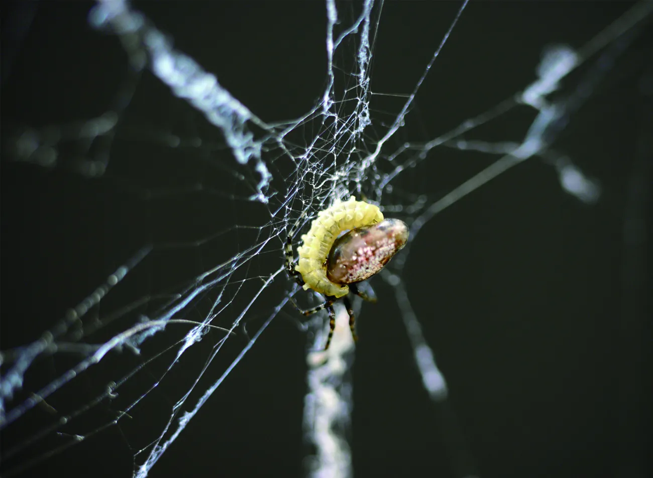 🔥 Bathroom orb weaver spider made a 3-d web last night. I know