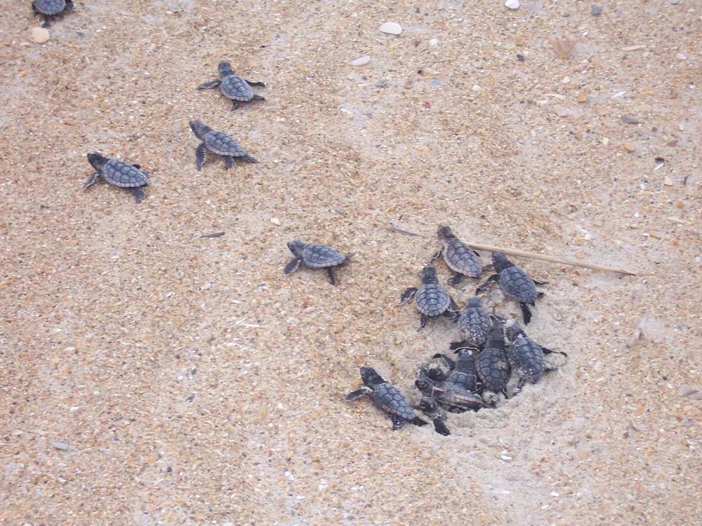 Baby turtles emerge and scatter from a small hole in the sand
