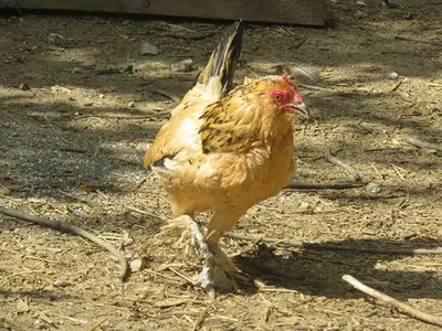 Meet Peanut, the World's Oldest Living Chicken at 21 Years of Age image