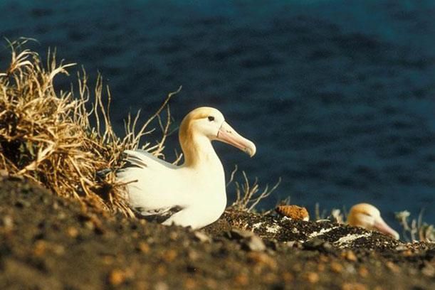 Short-tailed albatrosses
