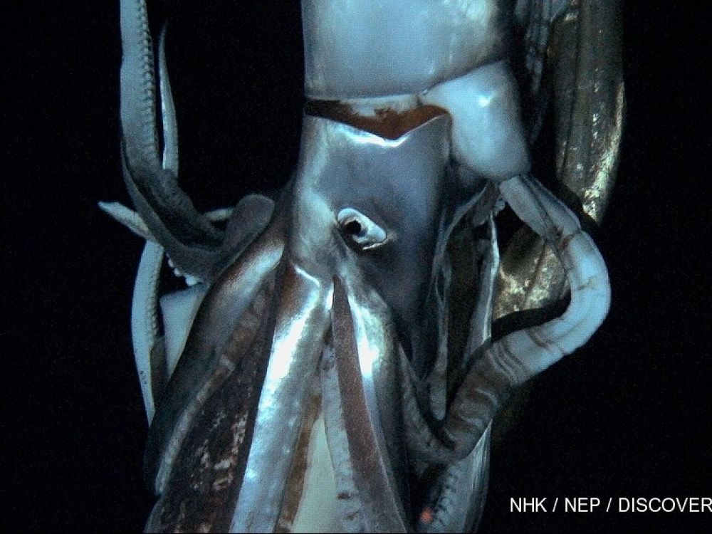 giant squid.jpg