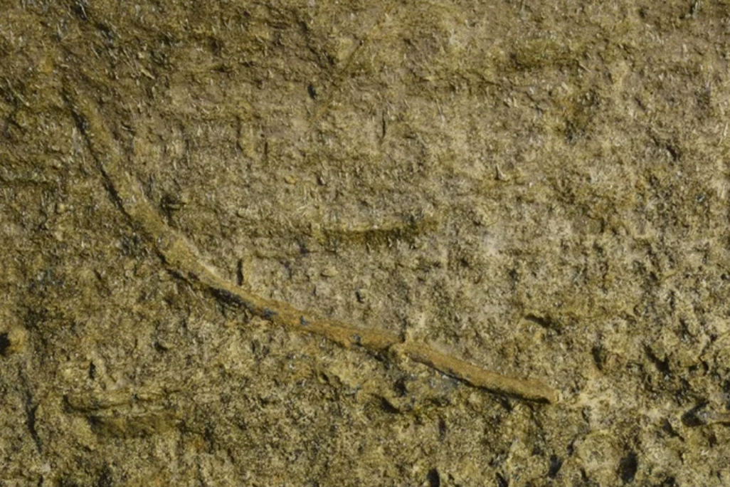 A fossil showing a tunnel made by ancient burrowing worms