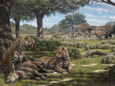 Saber-toothed cats likely ambushed plant-eating prey in forests, not open grassland