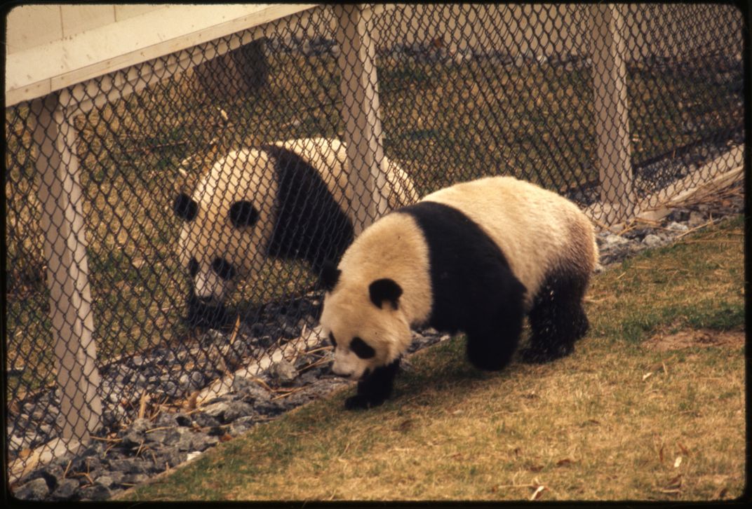 Hsing-Hsing and Ling-Ling in March 1973