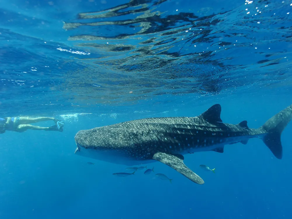 Whale shark with a tourist, Australia, 2012