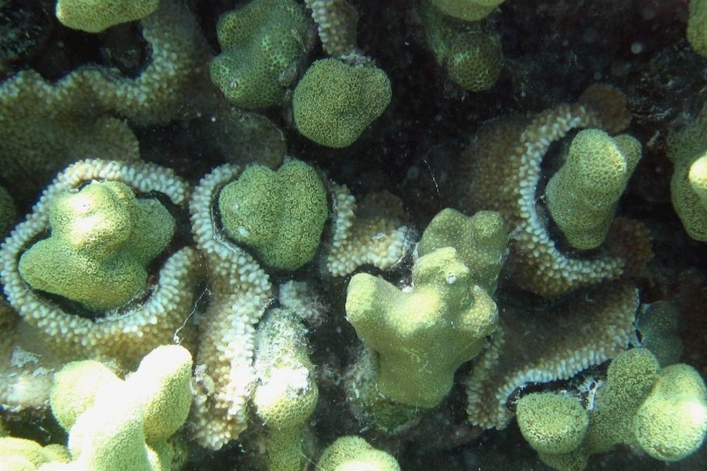 Rice Coral