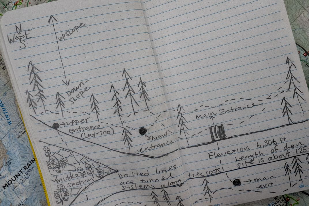 Stuart's hand-drawn map of the den, in a small subalpine meadow. The foxes traveled through drainage pipes under trails but also dug at least 17 of their own tunnels, many of them among the root systems of trees.
