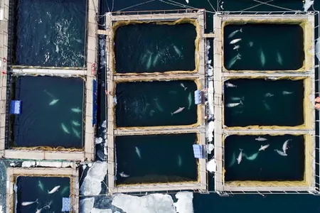 Pools where 11 orcas and 90 belugas—all caught illegally—were kept, in Srednyaya Bay near the city of Nakhodka in Russia's Far East, according to Getty. The whale were going to be sold to Chinese amusement parks.