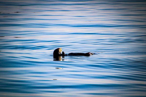Sea otter in the Monterey Bay thumbnail