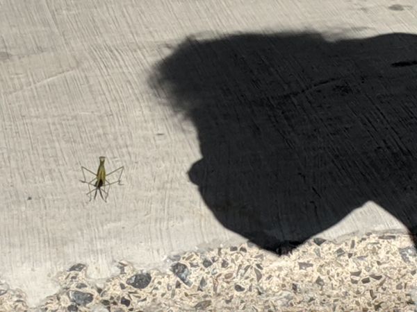 Insect and Shadow thumbnail