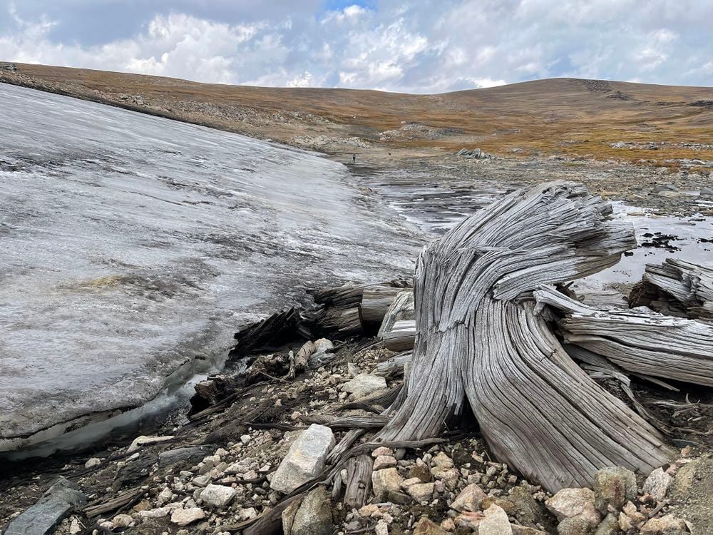 Dead tree beside ice patch