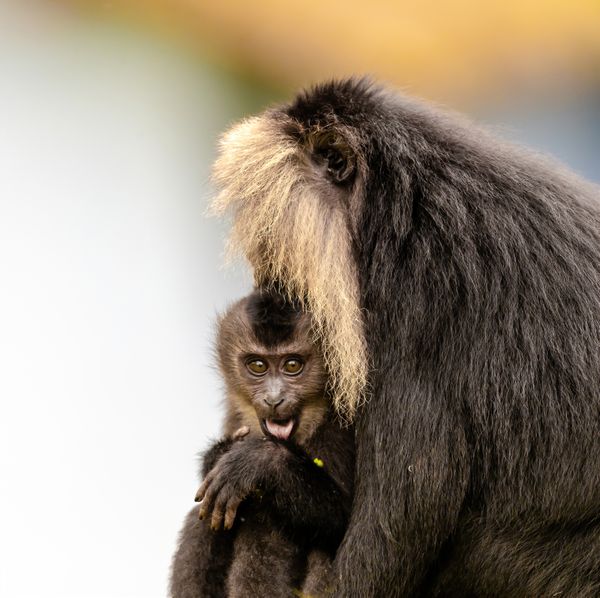 A Lion Tailed Macaque, Mom & Baby!!! thumbnail