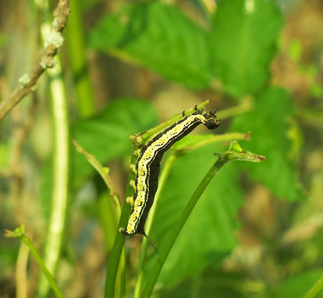 Catalpa worm eating the catalpa tree | Smithsonian Photo Contest ...