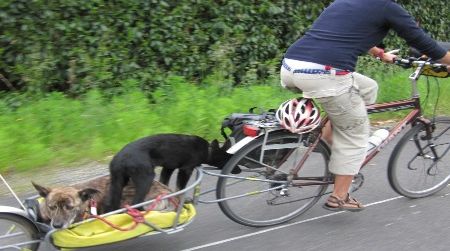Petra Van Glabbeek tows Ouiza (staring out the rear) and Coco (standing, and getting a free snout-scratch from the turning wheel) on a luggage-less day ride. On uphill climbs, the dogs are asked to trot alongside the bikes.
