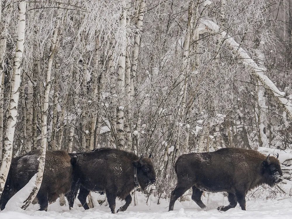 Bison gather
