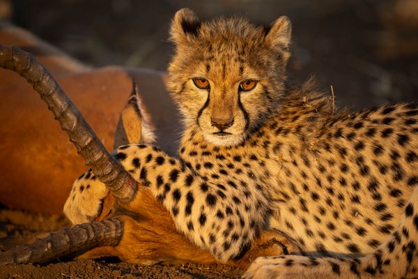 A Young Victor - A Cheetah Cub and an Impala thumbnail