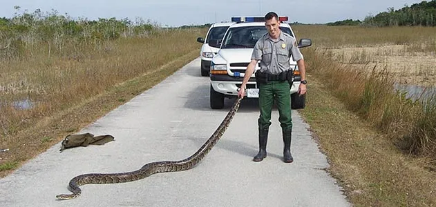 Ranger with Burmese python