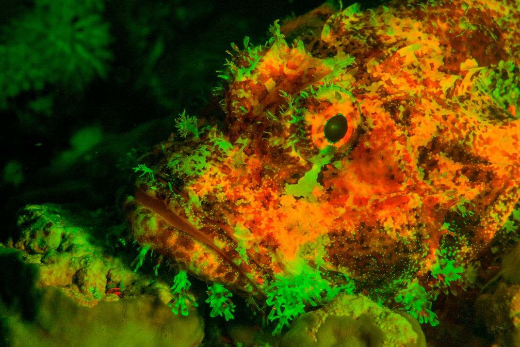 Scorpionfish