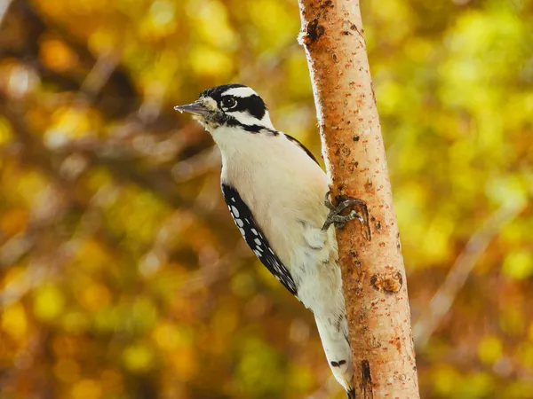 Female Hairy Woodpecker thumbnail