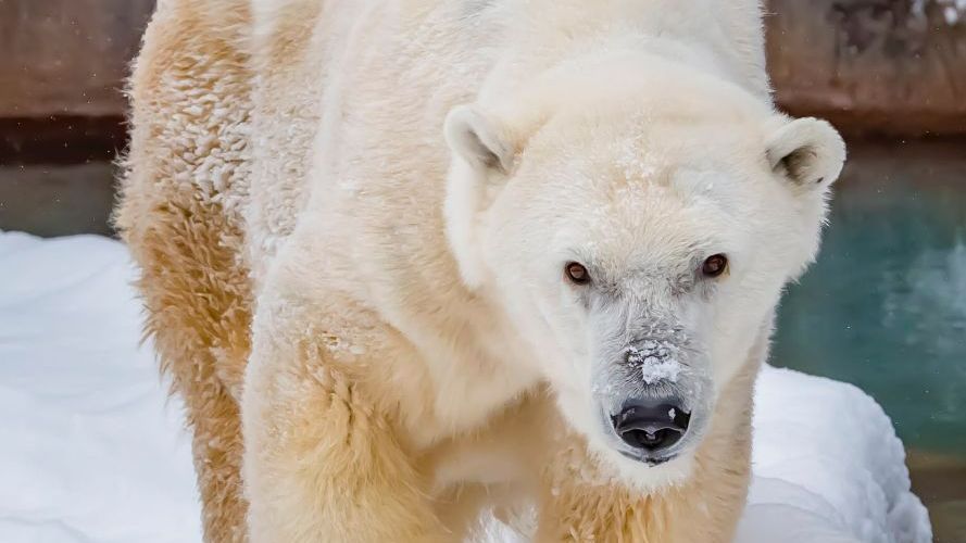 A close up of Snow Lilly. The bear is standing in the snow and has some snow on its snout.