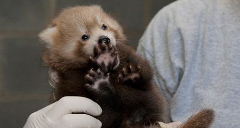 The adorable red panda cub