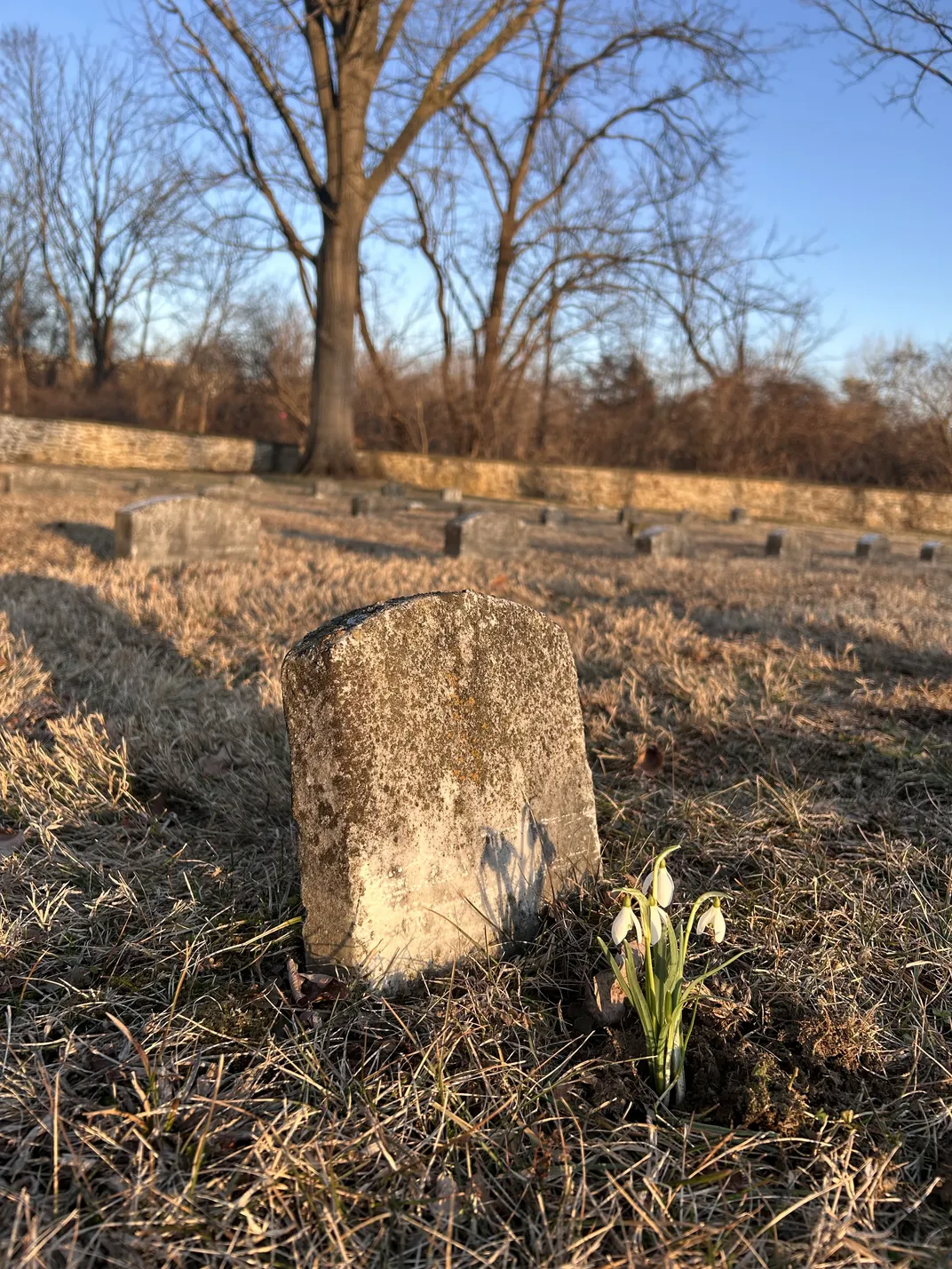 snowdrops in front of a headstone
