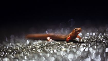 Why Did the Salamander Cross the Road?