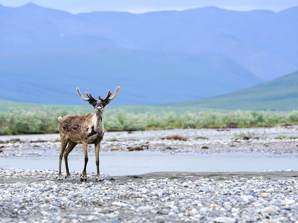 A landscape photo of the refuge. A caribou is in the foreground, standing on the rocky banks of a shallow pool of water. Tall, green mountains stretch up to the top of the photograph. 