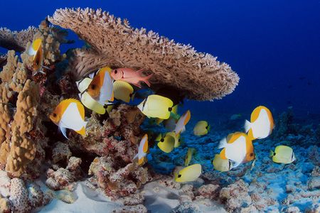 Rapture Reef before Hurricane Walaka hit in October 2018.