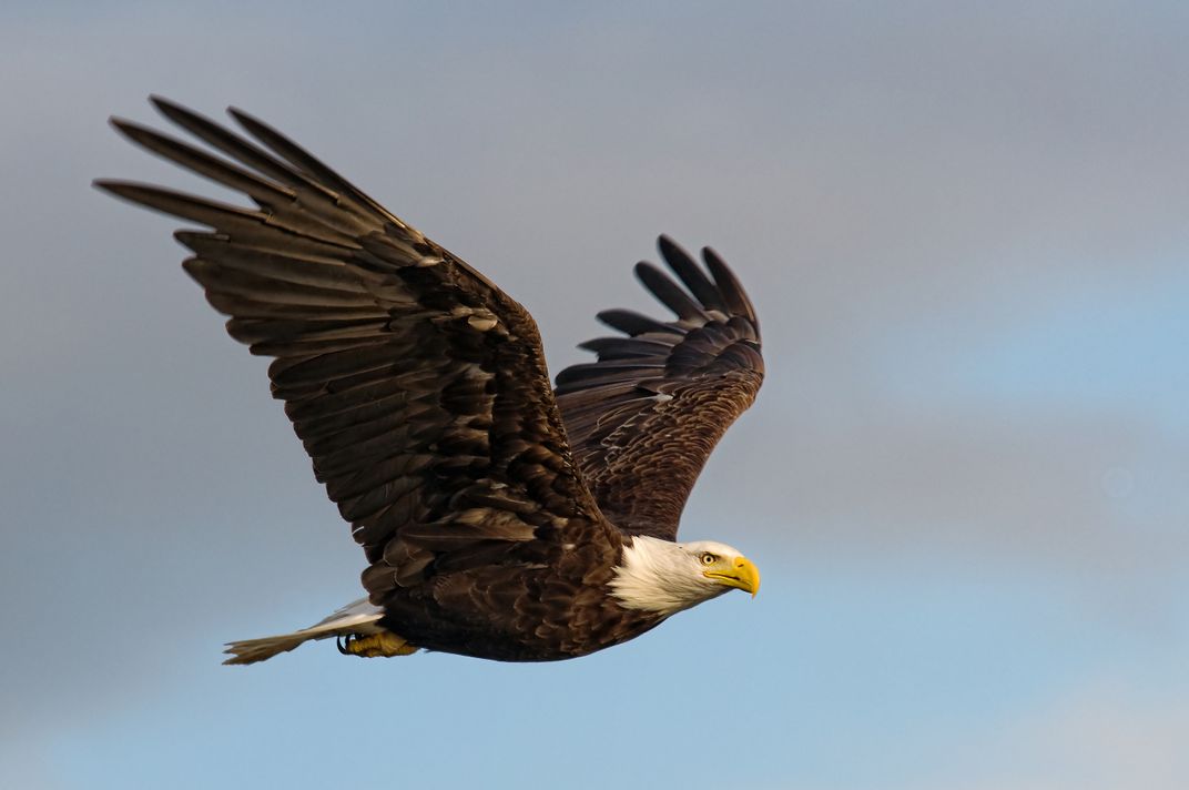 Bald Eagle in flight