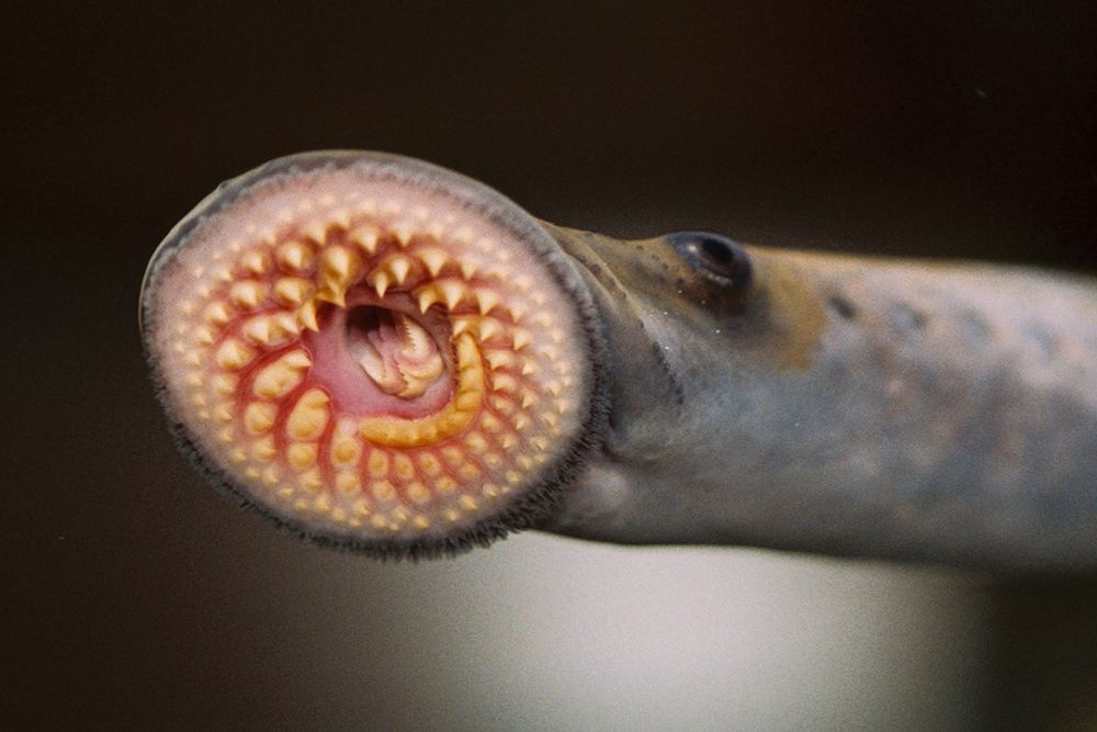 Sea Lamprey