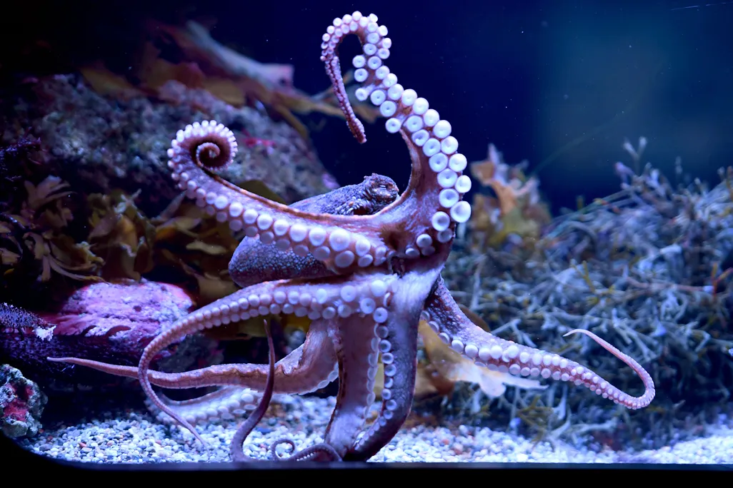 A California two-spot octopus in an aquarium tank
