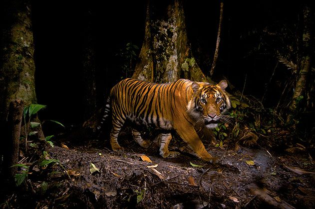 Tiger photograph