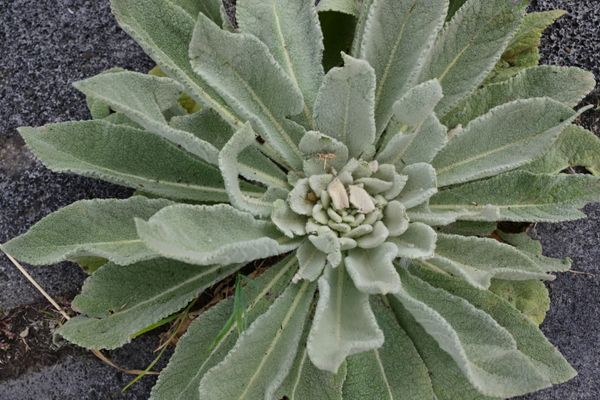 Quiet Growth thumbnail