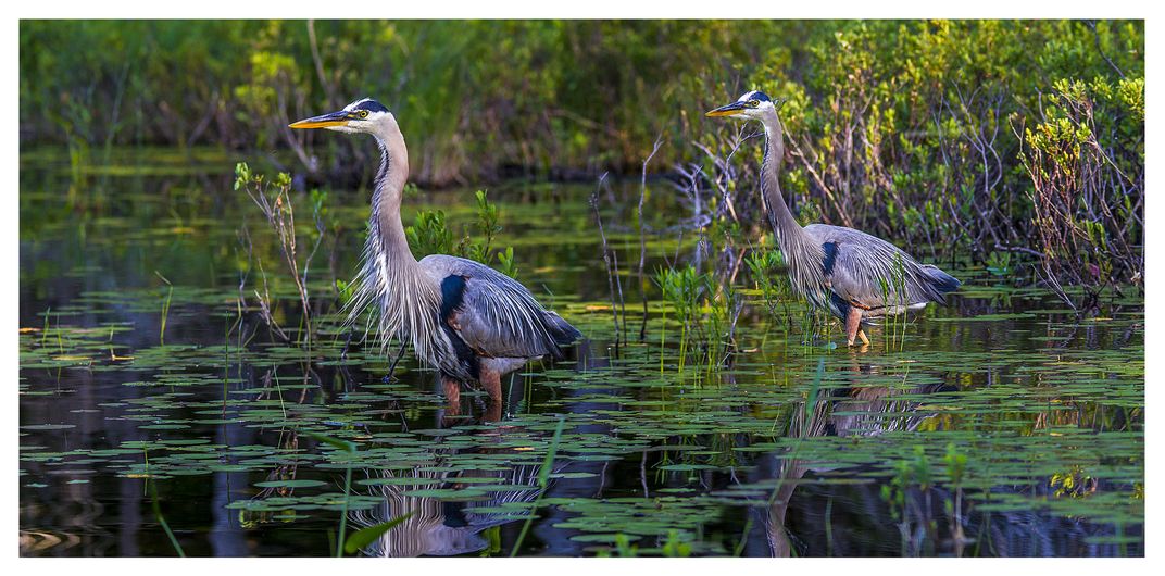 Two Herons by the shore | Smithsonian Photo Contest | Smithsonian Magazine