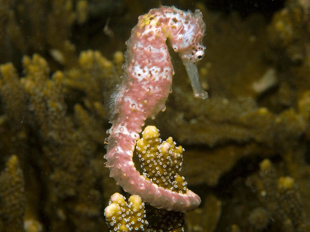 seahorse