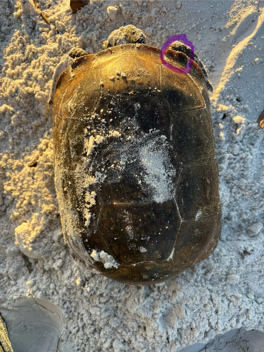 Overhead view of tortoise